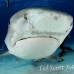 shark_tiger_ft_lbb_h_4290_bah4971.jpg